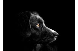 Ezernél is több kutya kerülhetett bajba szilveszterkor