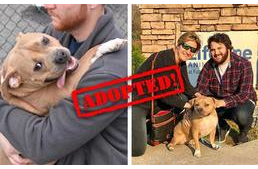 Gazdára lelt a kutya, akit cukisága miatt vittek vissza a menhelyre