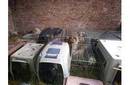 Nagy kutyák apró ketrecekben - borzalmas körülmények közül mentettek kutyákat