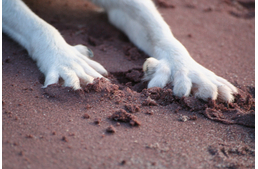 Rejtélyes kutyafajták, különleges tulajdonságok