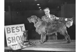 Ilyen volt 100 éve egy kutyakiállítás!