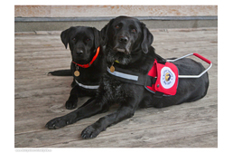 Tűzoltó lett a Baráthegyi Vakvezető Kutya Iskola jószolgálati nagykövete