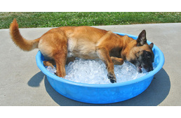 Rájuk is vigyázzunk - kóborlók a hőségben