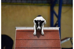 “Ajkai Panka Rád vár!”