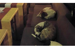 Íme egy igazán kutyabarát kávézó