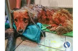 Nem sikerült megmenteni a kutyát, akit másfél órára a napon parkoló autóban hagytak gazdái