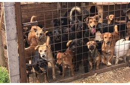 320 kutya vár élelemre és gondos gazdira a paksi menhelyen