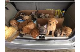 Kutyacsempészeket fogtak a határon