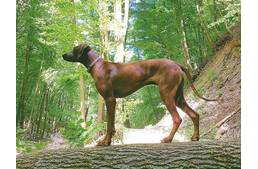 Összefogás az elütött kutyáért - találjuk meg Mwambát!