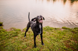 Elkészült Vas megye első kutyastrandja