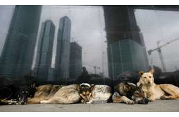 Kutyaéletek a foci VB-ért