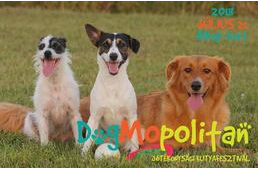 Nagyszabású jótékonysági kutyafesztivál vár hétvégén Budapesten