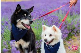 Állatok világnapja az Ürömi Állatotthonban