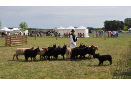 Magyar pásztorkutyák mérik össze tudásukat az Ős-Dráva Látogatóközpontban