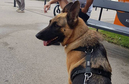 Hétköznapi hős: a mentett németjuhász jelezte a forró autóba zárt fajtársát