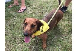 “Hogyan fejlődhetünk így a jó irányba?” - Egy állatvédelemre és felelős állattartásra fókuszáló rendezvény margójára