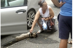 Büntetés vár a felelőtlen gazdira