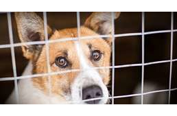 Csoki helyett ajándékozz kutya-életet Valentin napon!