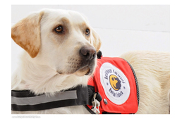 Már tíz éve képez segítőkutyákat a Baráthegyi Vakvezető Kutya Iskola