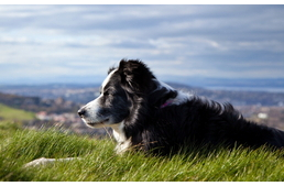 Hét egészségmegőrző eledel a nyugdíjas ebeknek