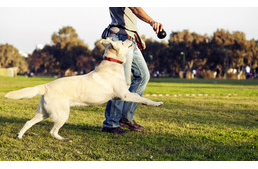 Miért is van szüksége a kutyának a kutyafuttatón kívüli sétára is?