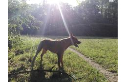 Csodálatos hazatérés - 5 menhelyen töltött év után hazatért eredeti gazdájához a kutya