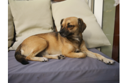 Reális és irreális elvárások a kutyázásban