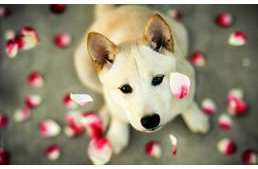 Minden kutya a mennybe megy?