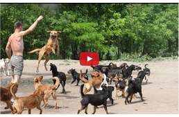 Mindenét feláldozta a kutyákért