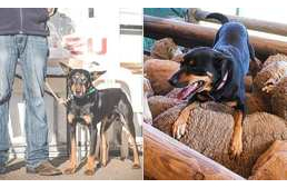 Így dolgozik a 4 és fél millió forintot érő terelőkutya