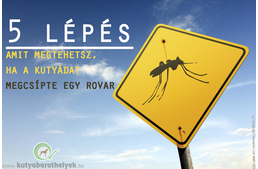 5 teendő rovarcsípés esetén