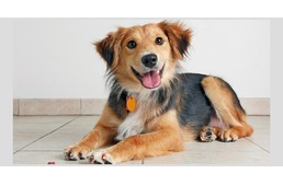 5 tévhit a mentett kutyákkal kapcsolatban