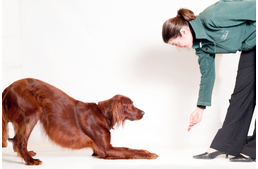 Gondolkodtató trükkök kutyádnak otthonra