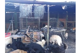 Tűz pusztított a veszprémi állatmenhelyen