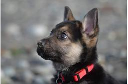 Bakancslista készült a kölyökkutyának, akinek már csak hónapjai vannak hátra