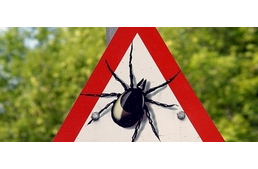  Új kullancsfaj, új betegség