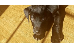 Jelnyelvre tanítja süket kutyusát a hallássérült gazdi