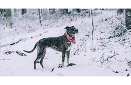 Több erdőben is erdőlátogatási korlátozásokra kell számítani