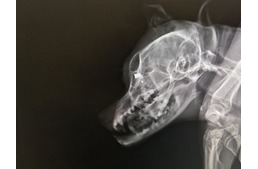 Zavarta a kutyaugatás, ezért egyszerűen lelőtte a szomszéd kutyáját