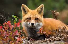 Ebzárlat 2018 őszén - településlistával és időpontokkal frissítve!