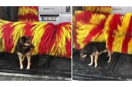 Autómosóba jár a kóbor kutya egy kis hátvakarásért