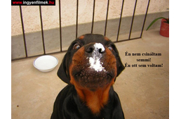 5 ok amiért válságban van a kutyanevelés