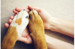 6 tipp a mancsok egészségének megőrzéséhez