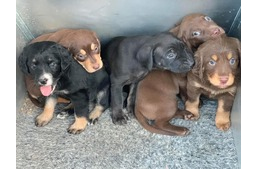 Étkezési célra tartott kutyákat mentettek Borsodból az állatvédők