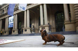 Kutyák a múzeumban? Rex Alapítvány a Múzeumok Éjszakáján