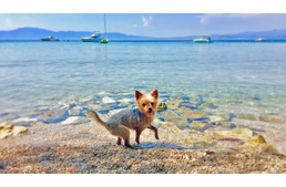 Toto kutya kalandjai az Adrián