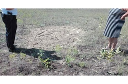 Megúszhatja felfüggesztettel a balotaszállási állatkínzó