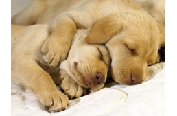 Új-Zéland törvényei szerint az állatok is érző lények