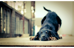 Kutyás tévhitek – De mi az igazság?