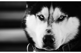 Szaporító gazdától a vadászok célkeresztjéig - két tragikus sorsú husky története